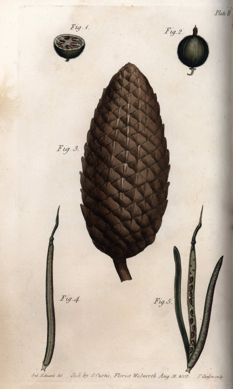 Stikkelsbærsæk har makrel, frugt af skovfyr og kløvervægge (eller ravenel). Farvet kobberstik, illustration af Sydenham Edwards (1768-1819) til Conferences of Botanical, Botanical Garden of Lambeth (England) af Sydenham Teast Edwards
