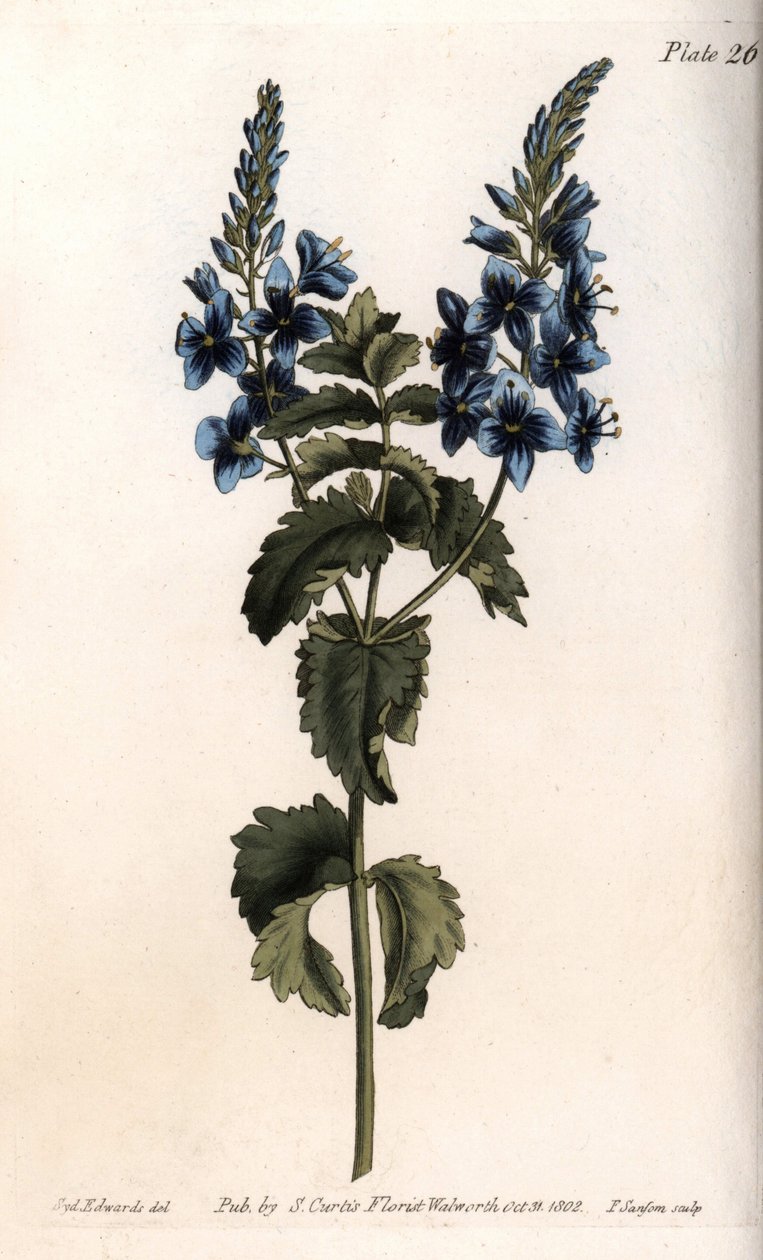 Veronica lille eg eller falsk germandree. Farvet kobberstik, illustration af Sydenham Edwards (1768-1819) til Conferences of Botanical, Botanical Garden of Lambeth (England) af Sydenham Teast Edwards