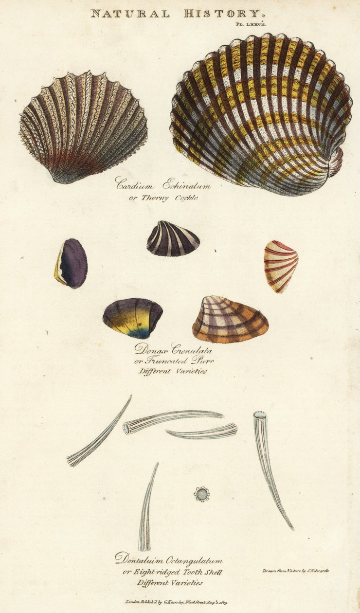 Tornet hjertemusling, Cardium echinatum, trunkeret spinden, Donax crenulata og ottekantet tandskal, Dentalium octangulatum. Håndfarvet kobberstik efter Sydenham Edwards fra John Mason Goods Pantologia, a New Encyclopedia, G. Kearsley, London af Sydenham Teast Edwards