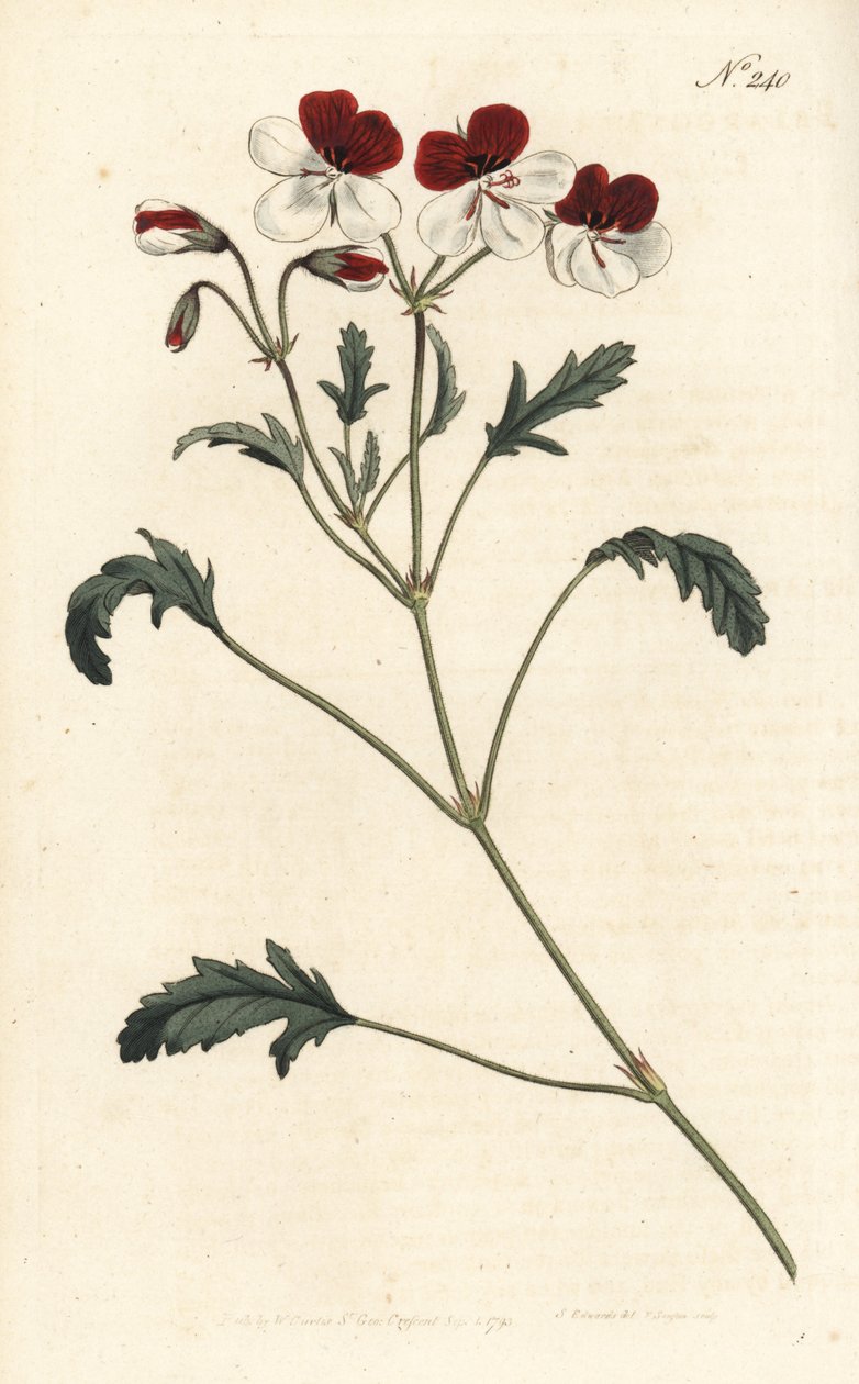 Trefarvet tranesæb, Pelargonium tricolor. Håndfarvet kobberstik af Sansom efter en illustration af Sydenham Edwards fra William Curtis