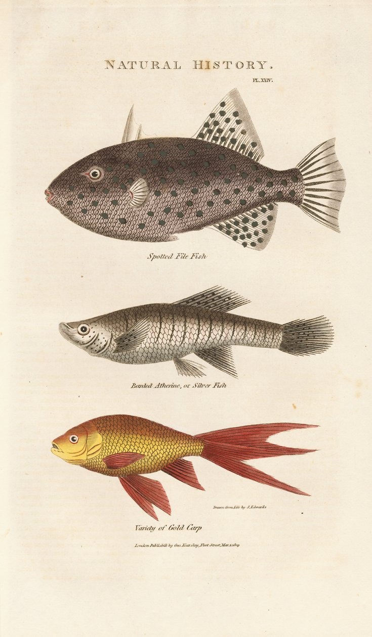 Tre havfisk af Sydenham Teast Edwards