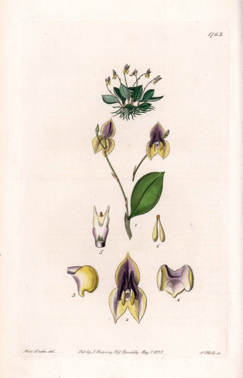 Three teeth Lepanthe - Plade graveret af S.Watts, fra en illustration af Sarah Anne Drake (1803-1857), fra Botanical Register of Sydenham Edwards (1768-1819), England af Sydenham Teast Edwards