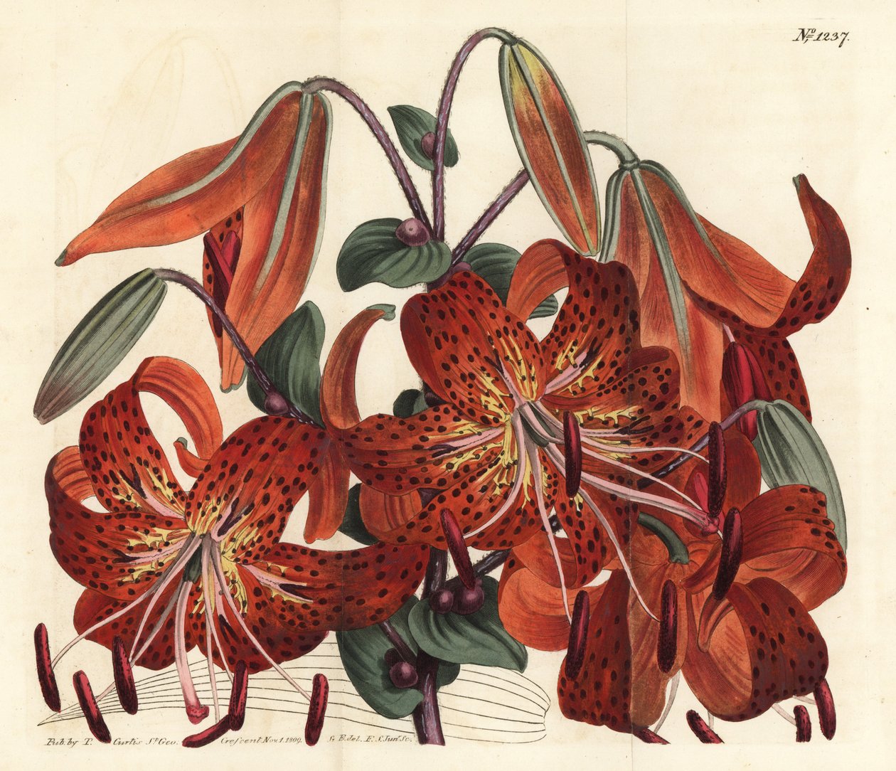 Tigerlilje - Tigerlilje, Lilium lancifolium (Tygerplettet kinesisk lilje, Lilium tigrinum). Håndfarvet kobberstik af F. Sansom Jr. efter en illustration af Sydenham Edwards fra William Curtis