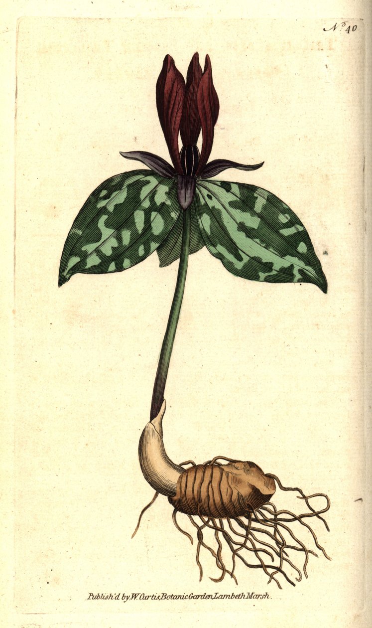 Toadshade eller fastsiddende trillium, Trillium sessile. Håndfarvet kobberstik efter en botanisk illustration af James Sowerby fra William Curtis