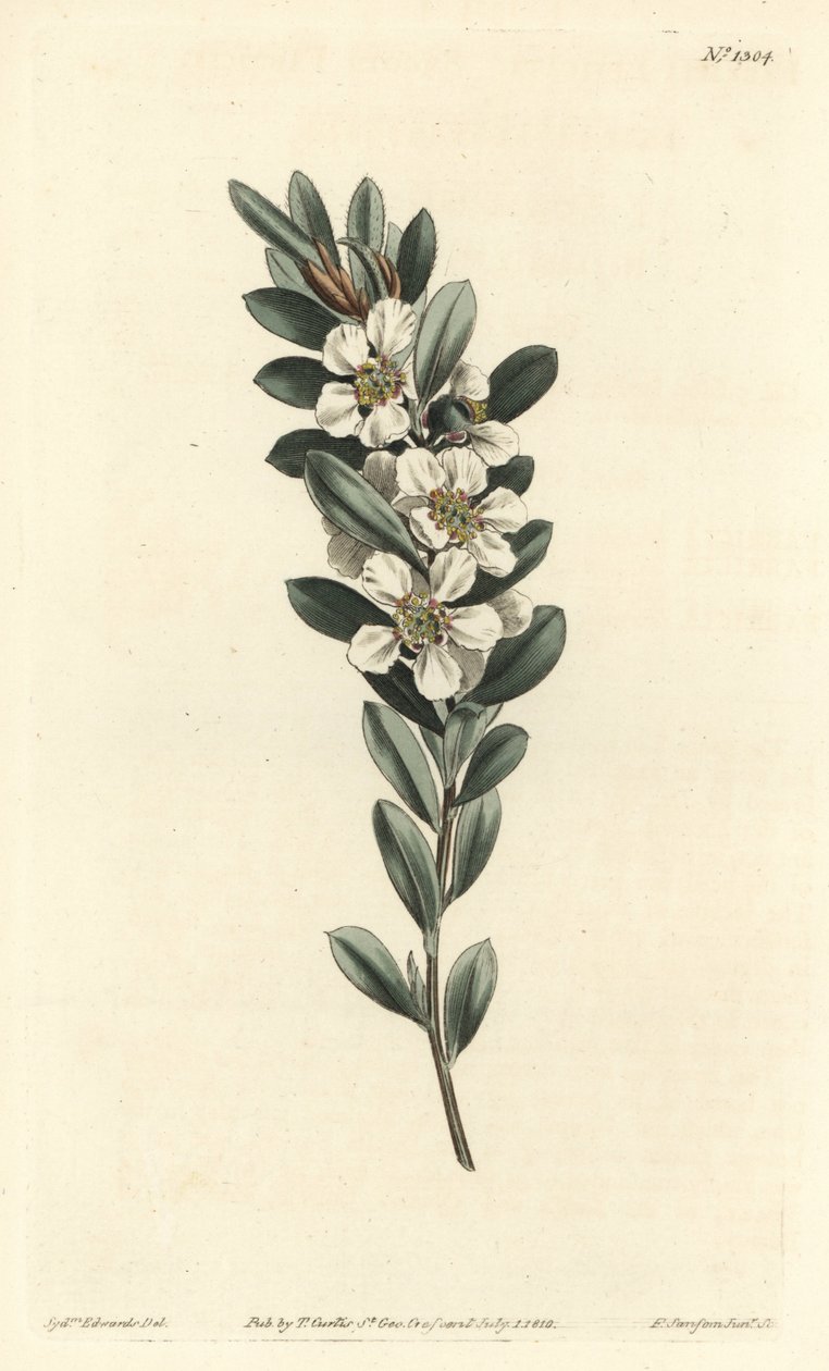 Træ a the eller australsk myrte - Kystnært tetræ, Leptospermum laevigatum (glat fabricia, Fabricia laevigata). Håndfarvet kobberstik af F. Sansom Jr. efter en illustration af Sydenham Edwards fra William Curtis