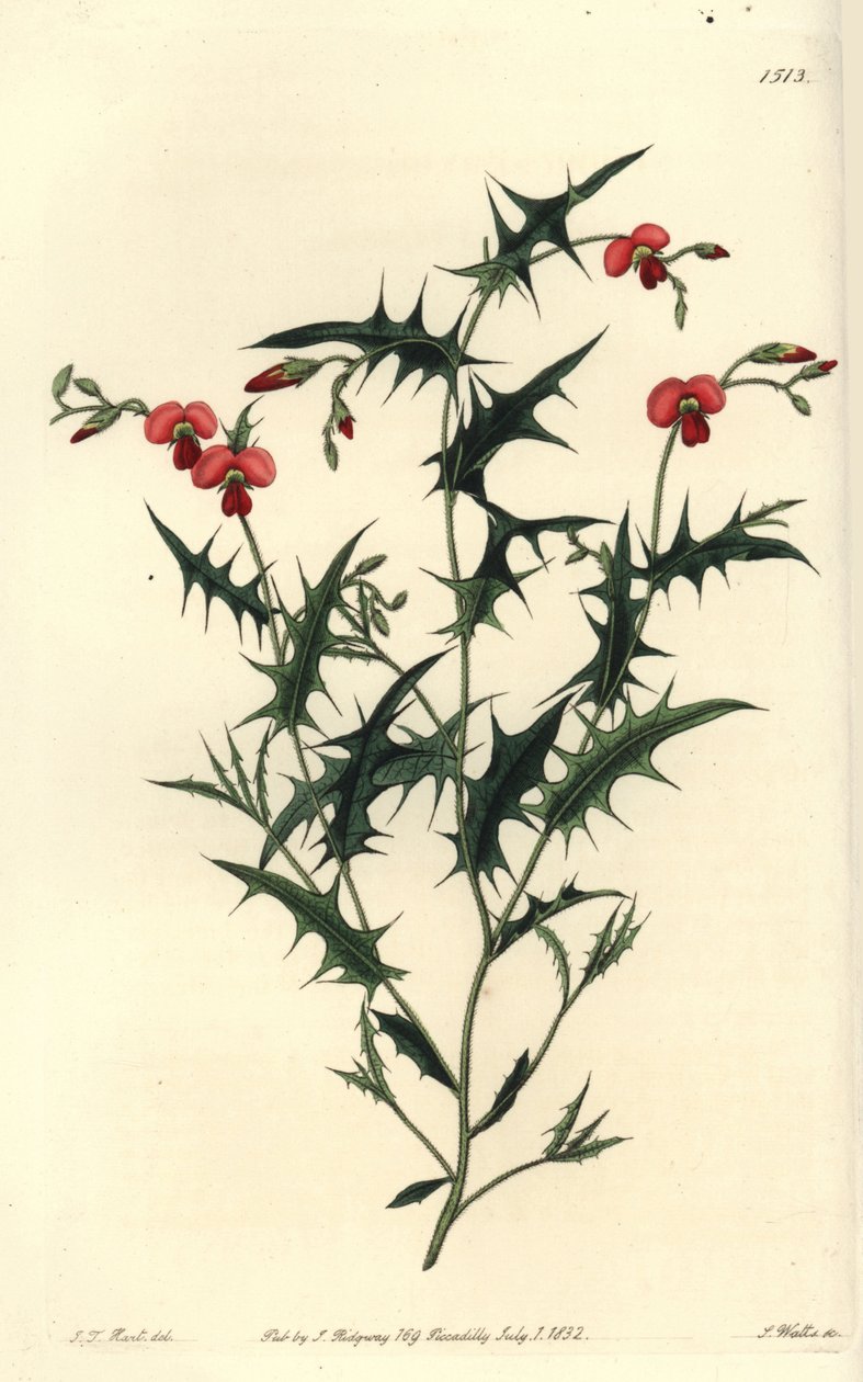 Trekantet chorozema, Chorozema triangulare. Håndkoloreret kobberstik af S. Watts efter illustration af J.T. Hart fra Sydenham Edwards