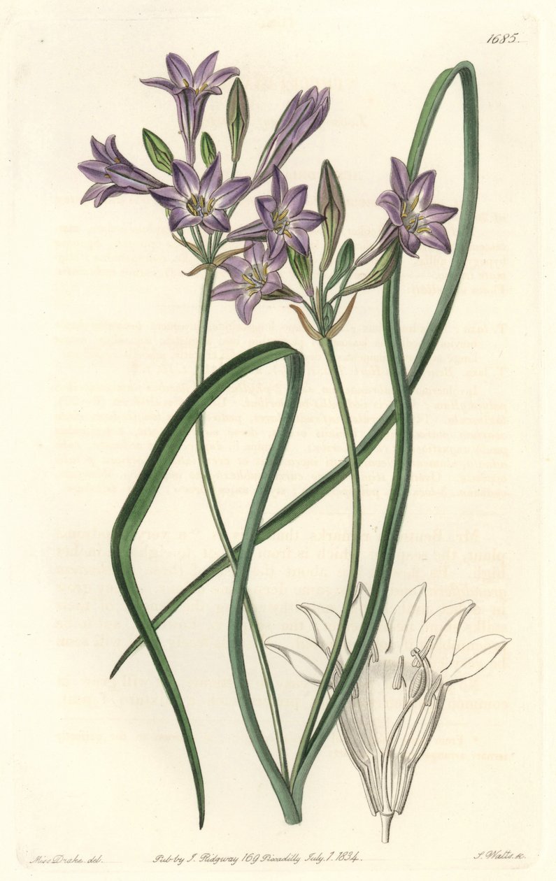 Triteleia ou brodiacea lache - Water forte af S. Watts fra en illustration af Sarah Anne Drake (1803-1857), fra det botaniske register af Sydenham Teast Edwards