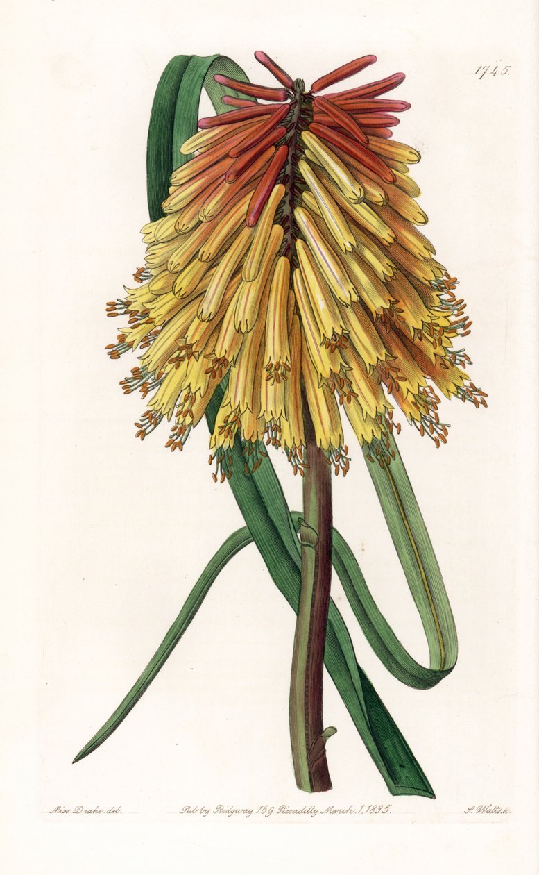 Tritome en lang flok eller satans tison - Plade indgraveret af S.Watts, fra en illustration af Sarah Anne Drake (1803-1857), fra Botanical Register of Sydenham Edwards (1768-1819), England af Sydenham Teast Edwards