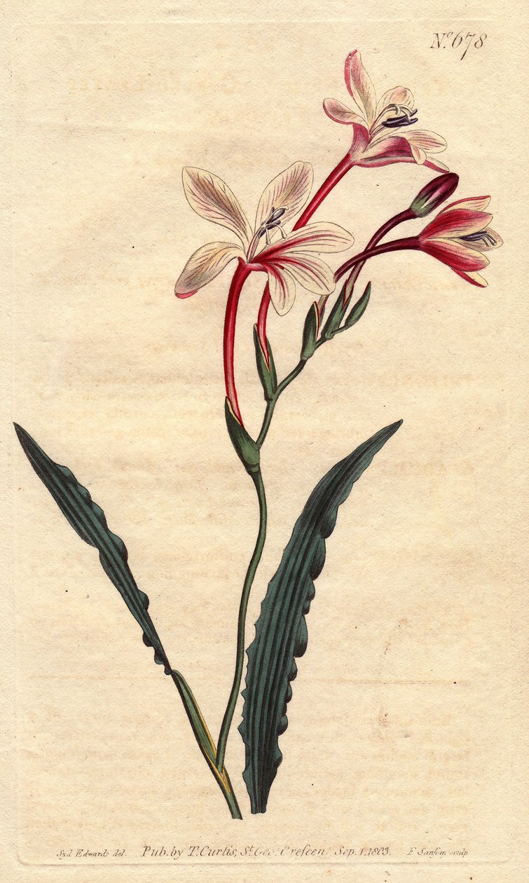 Tritonia har et krøllet blad og lyserøde, crimson og hvide blomster, hjemmehørende i Sydafrika. Krøllet tritonia med lyserøde, karminrøde og hvide blomster. En indfødt i Sydafrika. Tritonia crispa. Håndfarvet kobberstik fra en botanisk illustration b af Sydenham Teast Edwards