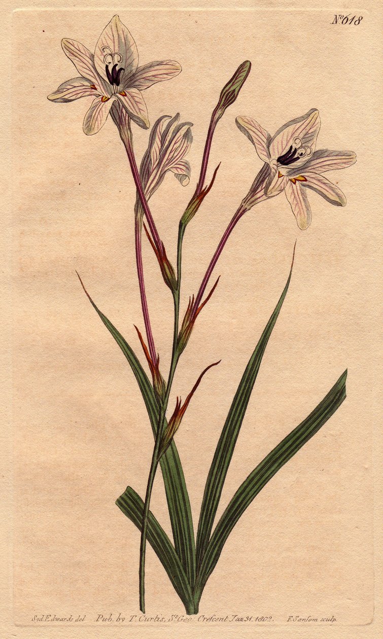 Tritonie har et langt rør, med pink fod og hvide blomster, der er belagt med rose. Langrøret tritonia med lyserøde stængler og lyserøde årede hvide blomster.Tritonia capensis. Håndfarvet kobberstik fra en botanisk illustration af Sydenham Edwards fra Will af Sydenham Teast Edwards