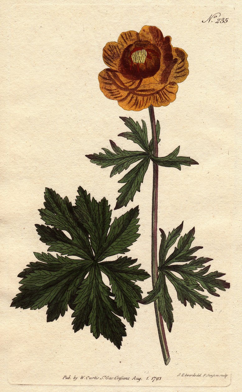 Trold eller asiatisk guldkugle med mørkegul blomst, hjemmehørende i Sibirien og Kappadokien. Asiatisk globusblomst med dyb gul blomst. En indfødt i Sibirien og Kappadokien. Trollius asiaticus. Håndkoloreret kobberstik fra en botanisk illustration af Syden af Sydenham Teast Edwards