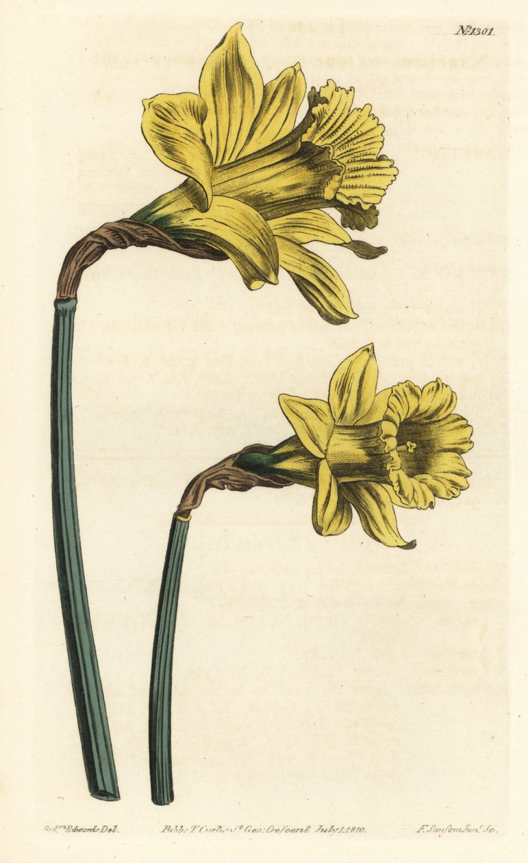 Trompet påskelilje, Narcissus hispanicus (Stor gul spansk narcissus, Narcissus major). Håndfarvet kobberstik af F. Sansom Jr. efter en illustration af Sydenham Edwards fra William Curtis