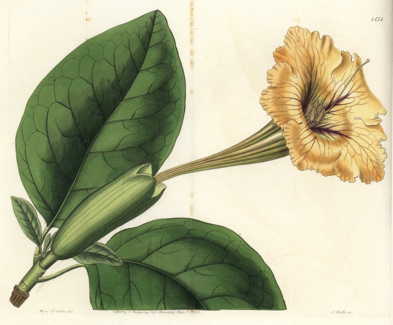 Trompetliana eller kop guld - Kalkvin eller plettet-blomstret solandra, Solandra guttata. Håndfarvet kobberstik af S. Watts efter en illustration af Miss Sarah Drake fra Sydenham Edwards