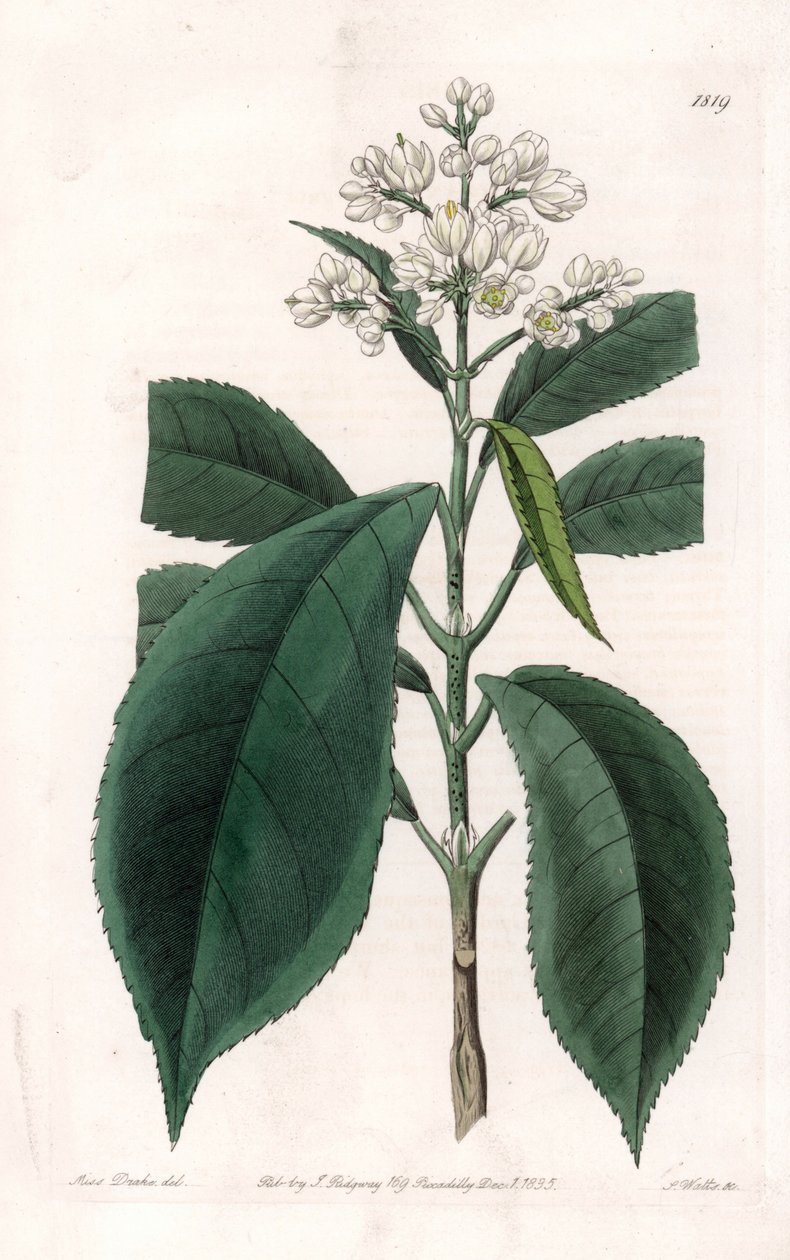Turpinia Variete - Plade indgraveret af S.Watts, fra en illustration af Sarah Anne Drake (1803-1857), fra Botanical Register of Sydenham Edwards (1768-1819), England af Sydenham Teast Edwards