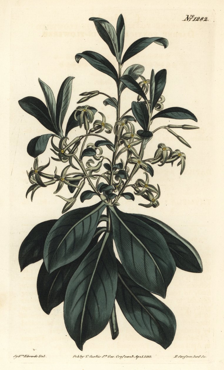 Tvillingblomstret daphne, Daphne pontica. Håndfarvet kobberstik af F. Sansom Jr. efter en illustration af Sydenham Edwards fra William Curtis