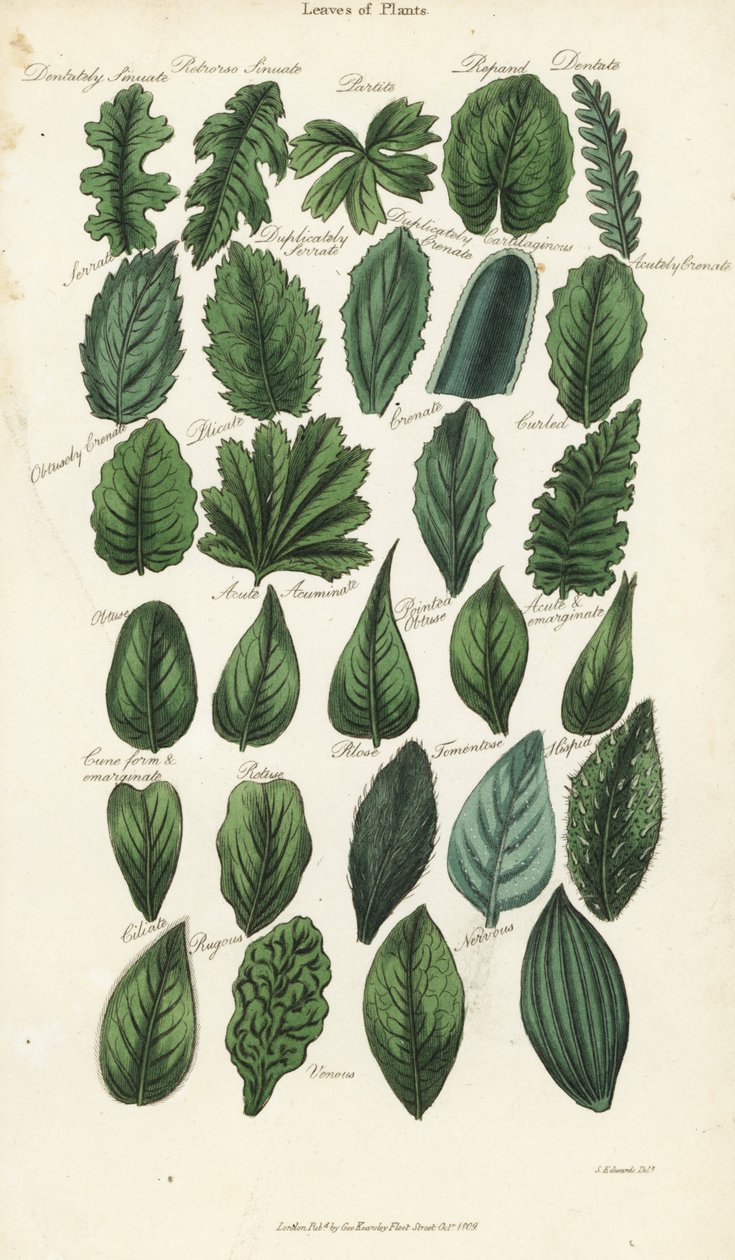 Typer af blade af planter. Håndfarvet kobberstik efter Sydenham Edwards fra John Mason Goods Pantologia, a New Encyclopedia, G. Kearsley, London af Sydenham Teast Edwards