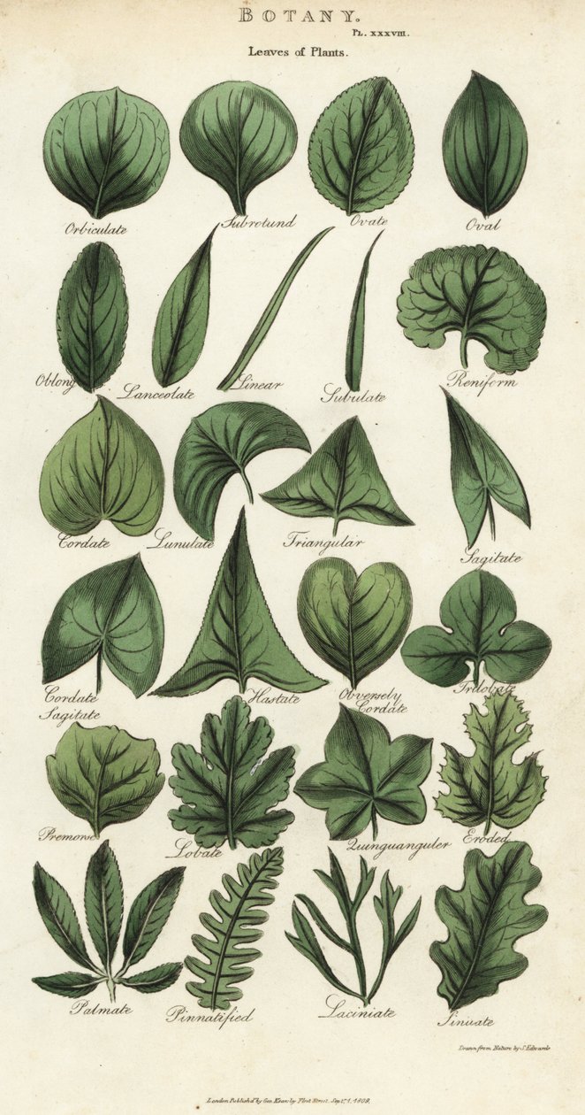 Typer af blade af planter. Håndfarvet kobberstik efter Sydenham Edwards fra John Mason Goods Pantologia, a New Encyclopedia, G. Kearsley, London af Sydenham Teast Edwards