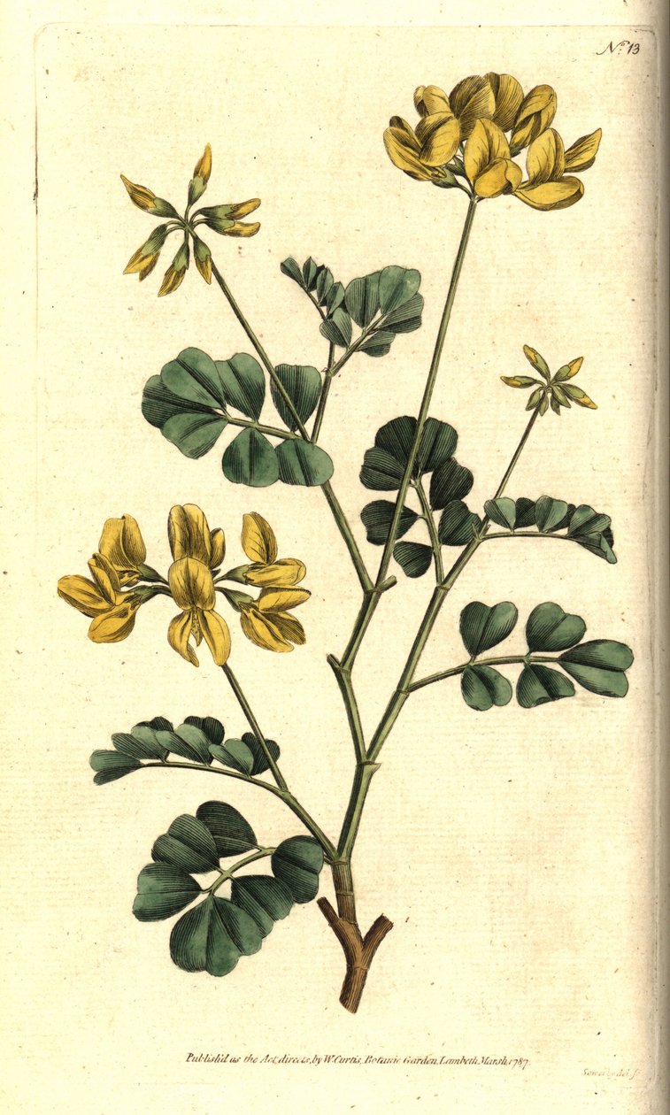 Valencia Coronilla - Skorpionvikke, Coronilla valentina subsp. glauca (Havgrøn eller daglugtende coronilla, Coronilla glauca). Håndfarvet kobberstik efter en botanisk illustration af Sydenham Edwards fra William Curtis