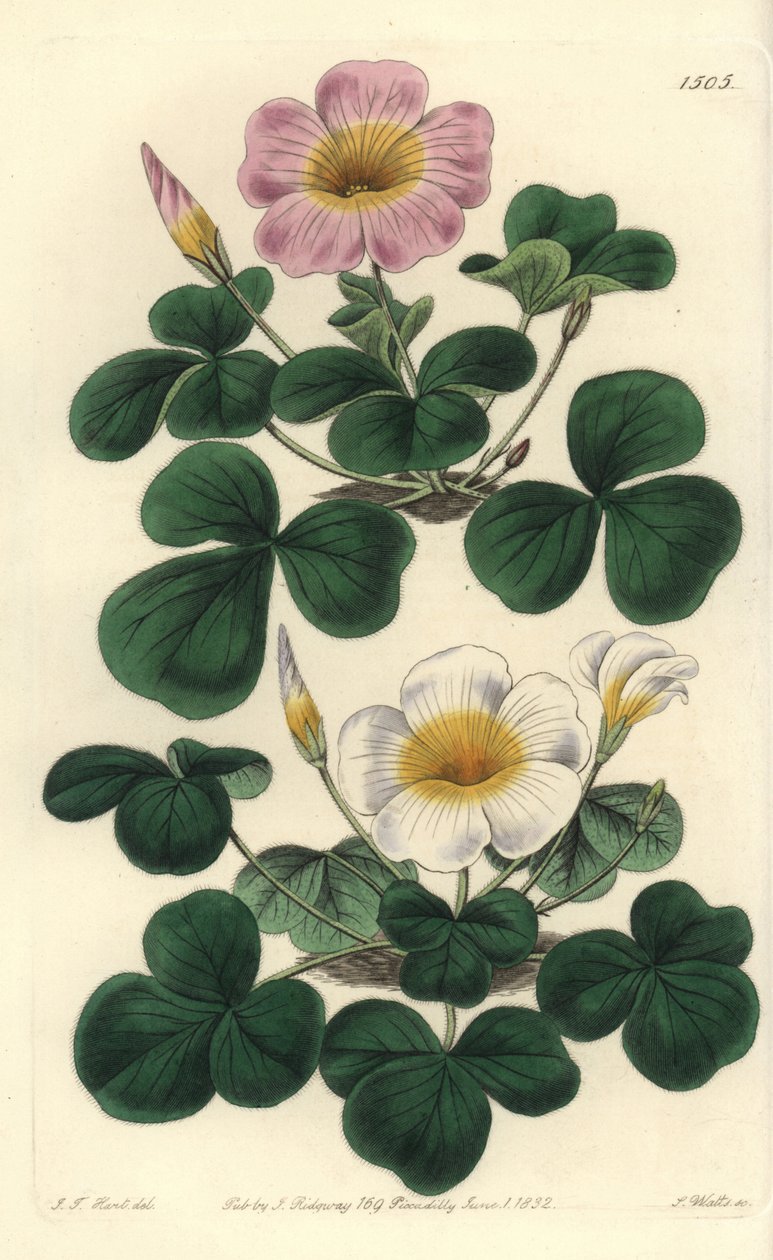 Variabel oxalis, Oxalis variabilis (Oxalys purpurea). Håndkoloreret kobberstik af S. Watts efter illustration af J.T. Hart fra Sydenham Edwards