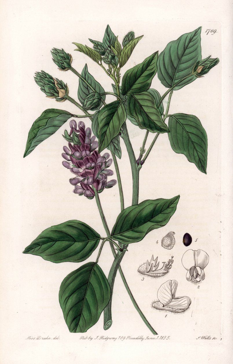 Variete de Psoralea - Indgraveret tavle af S.Watts, fra en illustration af Sarah Anne Drake (1803-1857), fra Botanical Register of Sydenham Edwards (1768-1819), England af Sydenham Teast Edwards