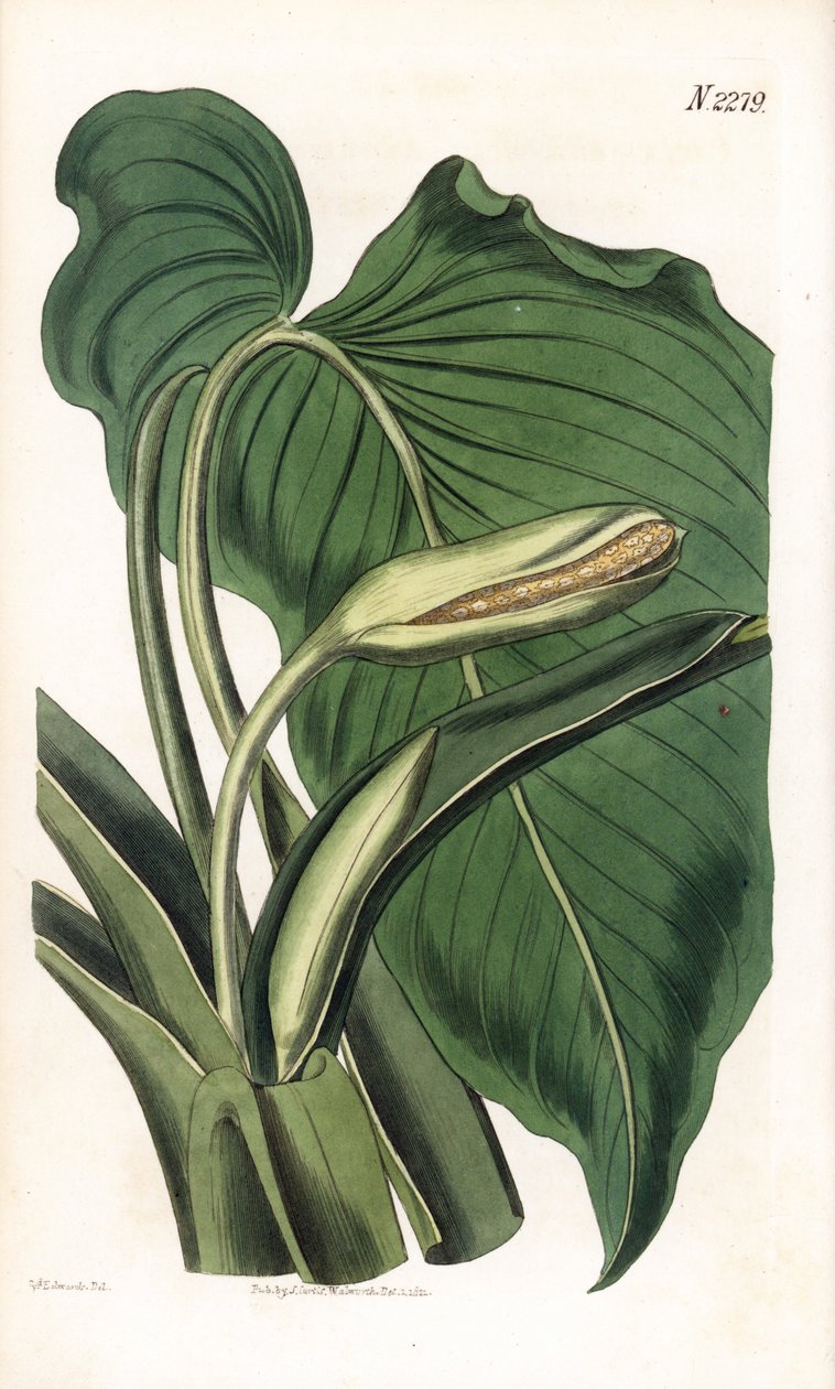 Variete de calla ou arum - Aromatisk calla, Homalomena aromatica (Calla aromatica). Håndfarvet kobberstik af Weddell efter en illustration af Sydenham Edwards fra Samuel Curtis