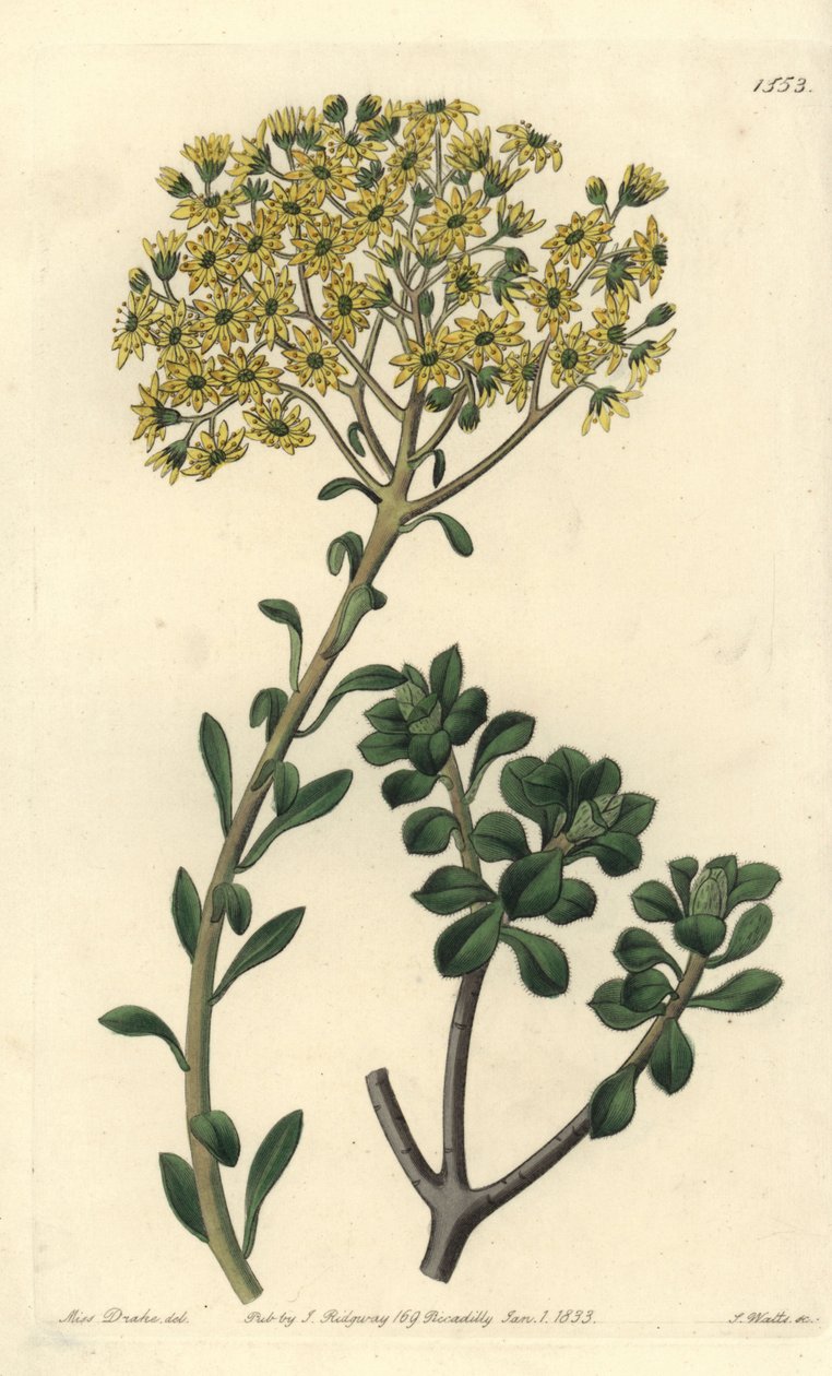 Variete de joubarb - Villous houseleek, Sempervivum villosum. Håndfarvet kobberstik af S. Watts efter en illustration af Miss Sarah Drake fra Sydenham Edwards