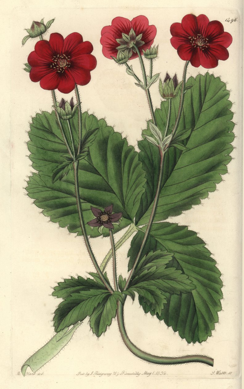 Sort af Cinquefoil - Russells potentilla, Potentilla russelliana. Håndfarvet kobberstik af S. Watts efter en illustration af M. Hart fra Sydenham Edwards