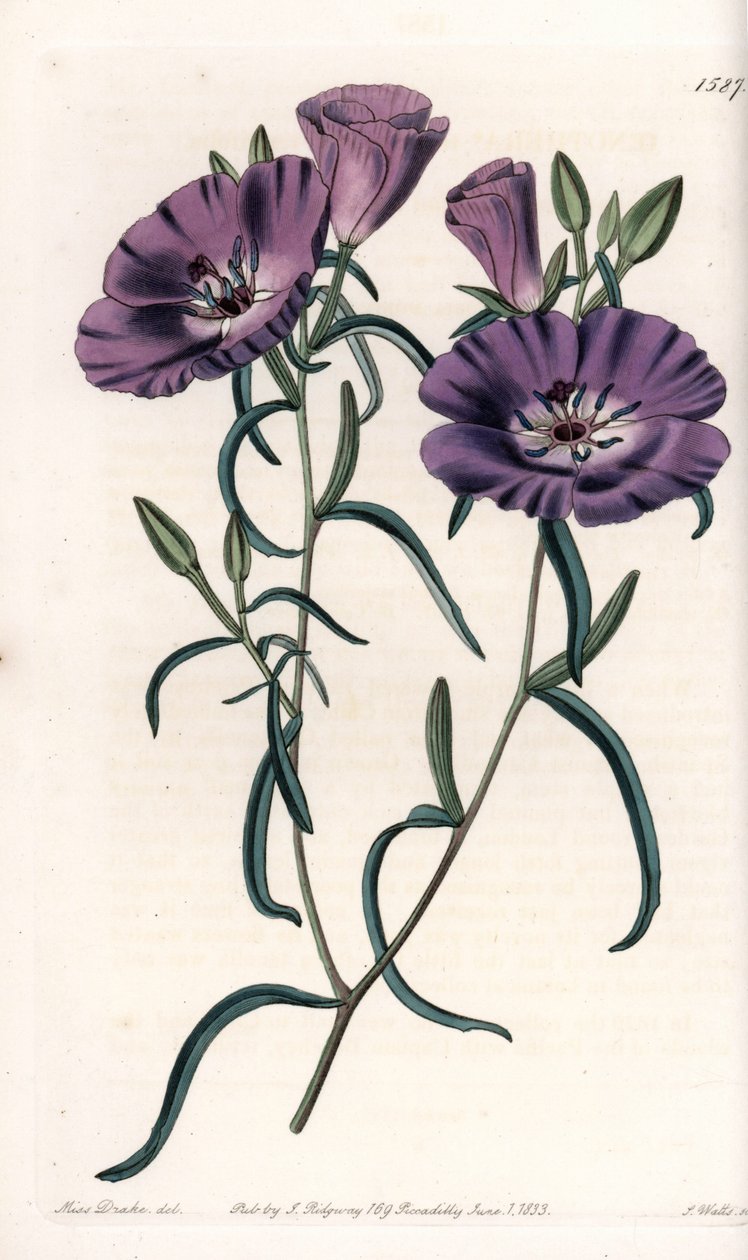 Variete of Clarkia, indfødt i Sydamerika Graveret af S.Watts, fra en illustration af Sarah Anne Drake (1803-1857), fra Botanical Register of Sydenham Edwards (1768-1819), England af Sydenham Teast Edwards