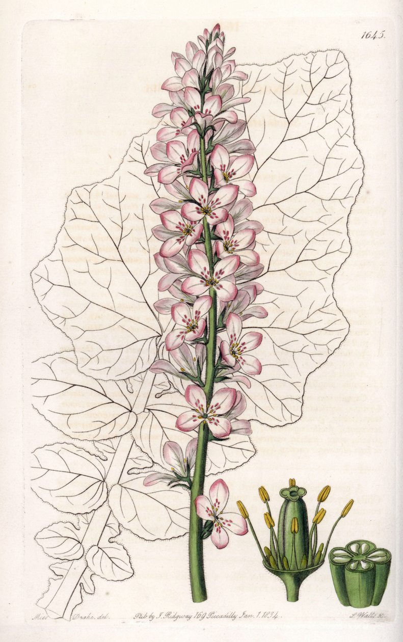 Variete of Francoa with Dairy Leaves, endemisk i Chile - graveret af S.Watts, fra en illustration af Sarah Anne Drake (1803-1857), fra Botanical Register of Sydenham Edwards (1768-1819), England af Sydenham Teast Edwards