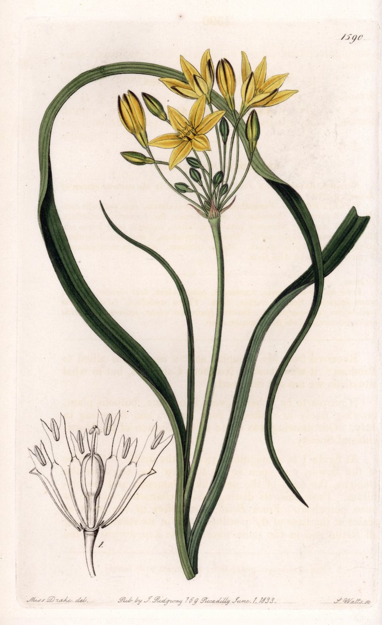 Sort af Triteleia eller brodeleia, med gule blomster, hjemmehørende i Californien - Plade indgraveret af S.Watts, fra en illustration af Sarah Anne Drake (1803-1857), fra Botanical Register of Sydenham Edwards (1768-1819), England af Sydenham Teast Edwards