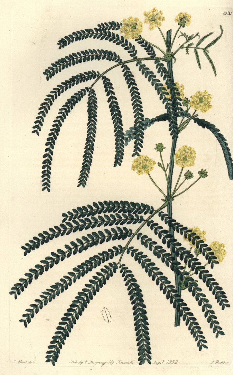 Variete af akacie (eller cassier) - Bregnebladet akacie, Acacia pentadenia. Håndfarvet kobberstik af S. Watts efter en illustration af J. Hart fra Sydenham Edwards