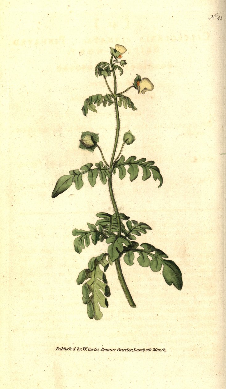 Variety af calceolar - Pinned tøffelurt, Calceolaria pinnata. Håndfarvet kobberstik efter en botanisk illustration af James Sowerby fra William Curtis