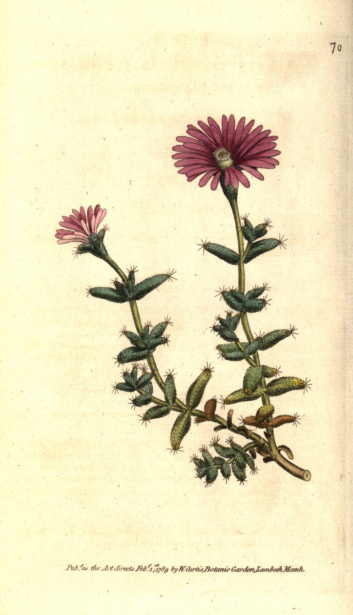 Varietet af ficoid - Skægfigen morgenfrue, Mesembryanthemum barbarum. Håndkoloreret kobberstik efter en botanisk illustration fra William Curtis