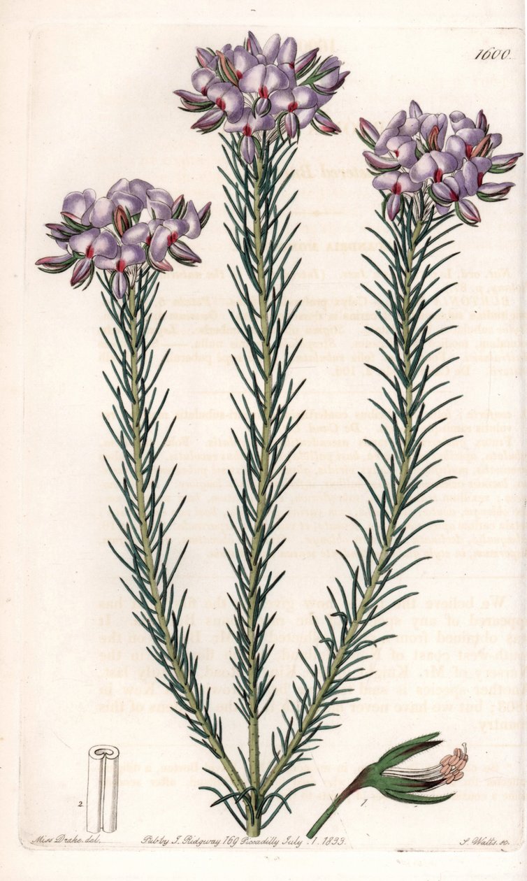 Sort af gompholobium (familie af bælgplanter), hjemmehørende i Australien - Plade indgraveret af S.Watts, fra en illustration af Sarah Anne Drake (1803-1857), fra Botanical Register of Sydenham Edwards (1768-1819), England af Sydenham Teast Edwards