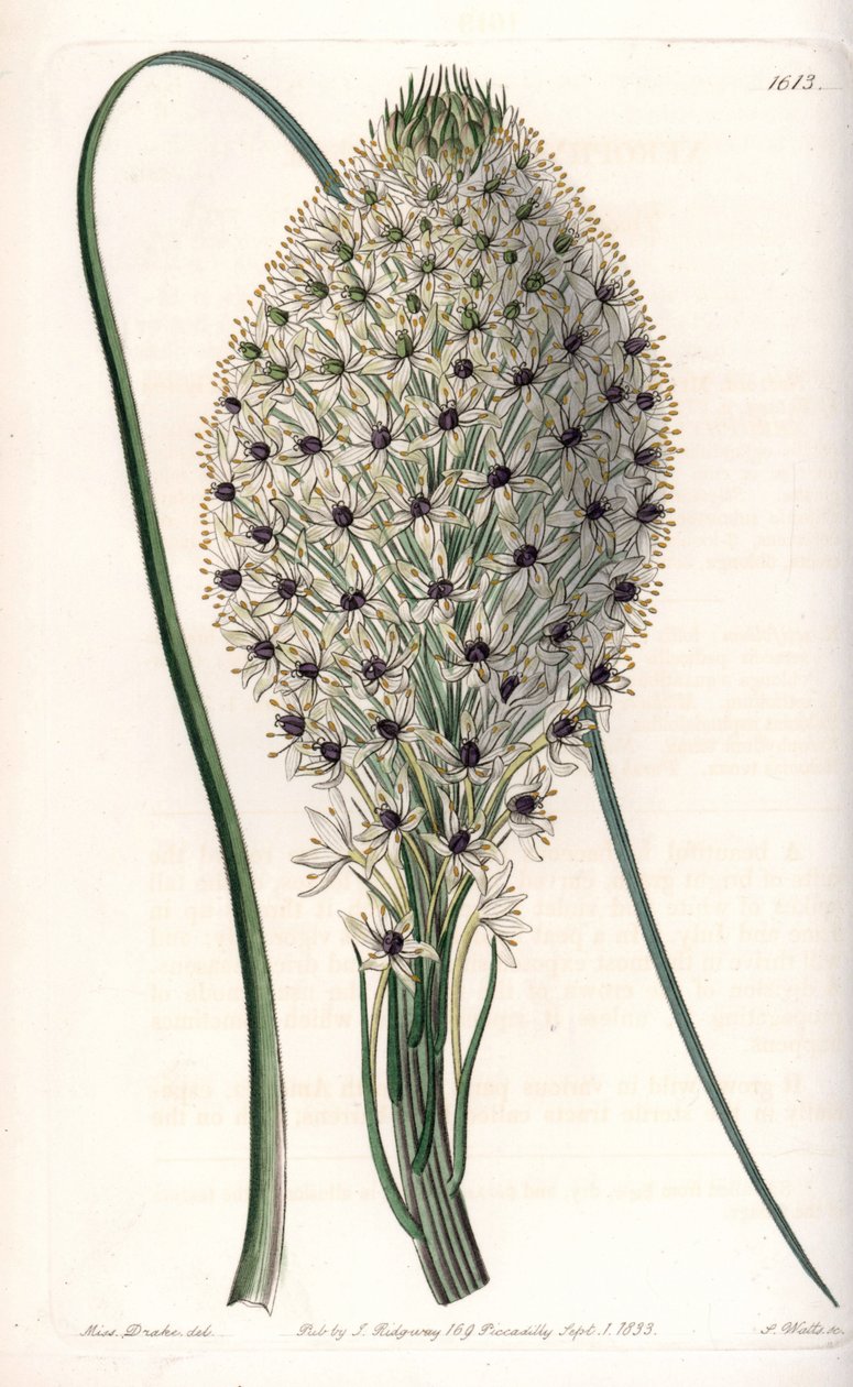 Variete of liliacee (Helonias asphodeloides) - Graveret af S.Watts, fra en illustration af Sarah Anne Drake (1803-1857), fra Botanical Register of Sydenham Edwards (1768-1819), England af Sydenham Teast Edwards