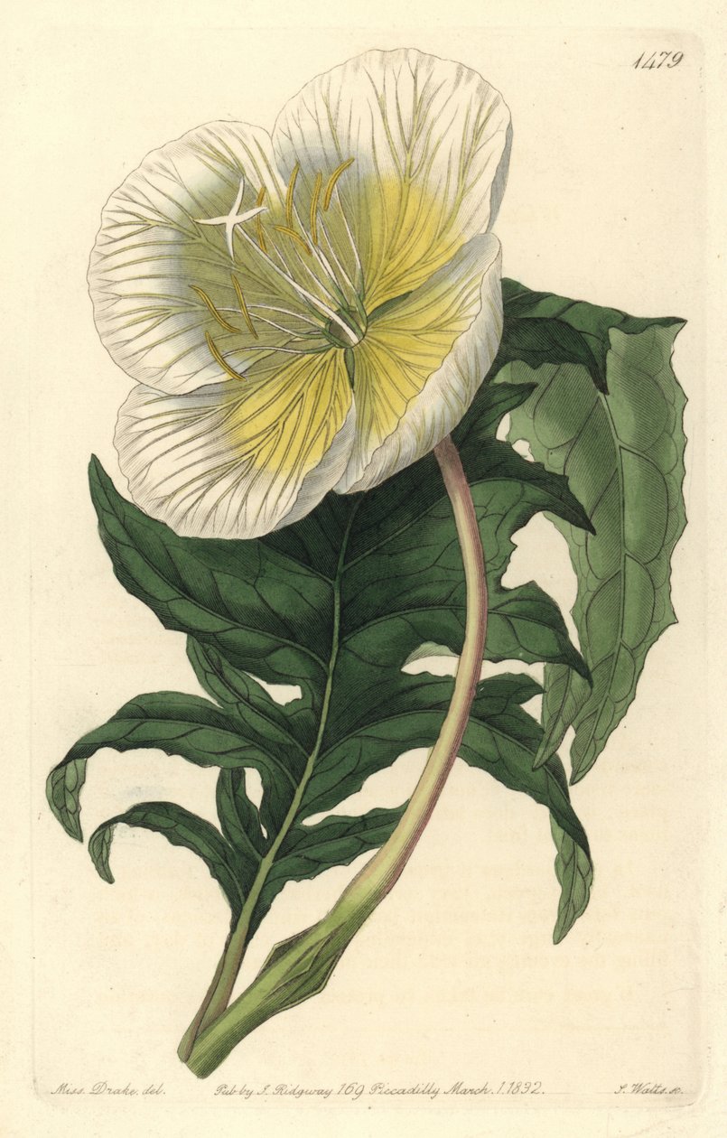 Varietet af oenothere eller græs med æsler eller natlys - Hvid opretstående natlys, Oenothera anisoloba. Håndfarvet kobberstik af S. Watts efter en illustration af Sarah Drake fra Sydenham Edwards