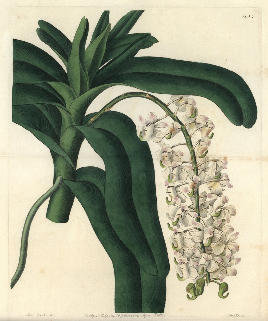 Sort af orkidé epidendrum, kendt som jamaicansk salve - Rævebørsteorkidé eller hornblomstret luftplante, Aerides cornutum. Håndfarvet kobberstik af S. Watts efter en illustration af Sarah Drake fra Sydenham Edwards