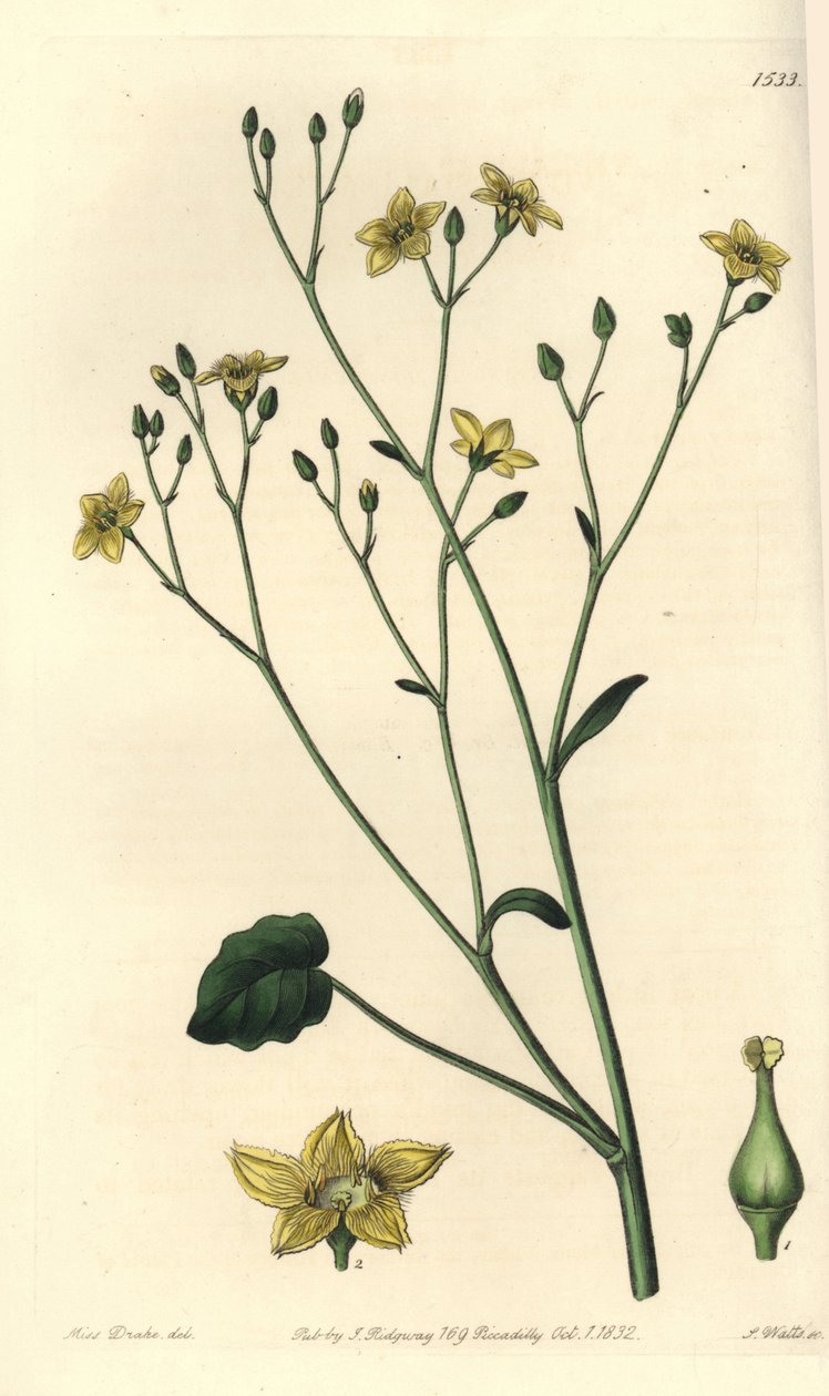 Variety af villarsia, endemisk til Australien - Ornduffia reniformis (Nyrebladede villarsia, Villarsia reniformis). Håndfarvet kobberstik af S. Watts efter en illustration af Miss Sarah Drake fra Sydenham Edwards