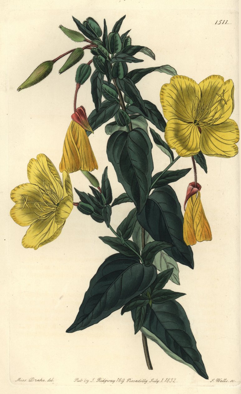 Variation af kæmpenatlys eller græs med æsler - Natlys, Oenothera fruticosa subsp. glauca (Glaucous oenothera, Oenothera glauca). Håndfarvet kobberstik af S. Watts efter en illustration af Miss Sarah Drake fra Sydenham Edwards