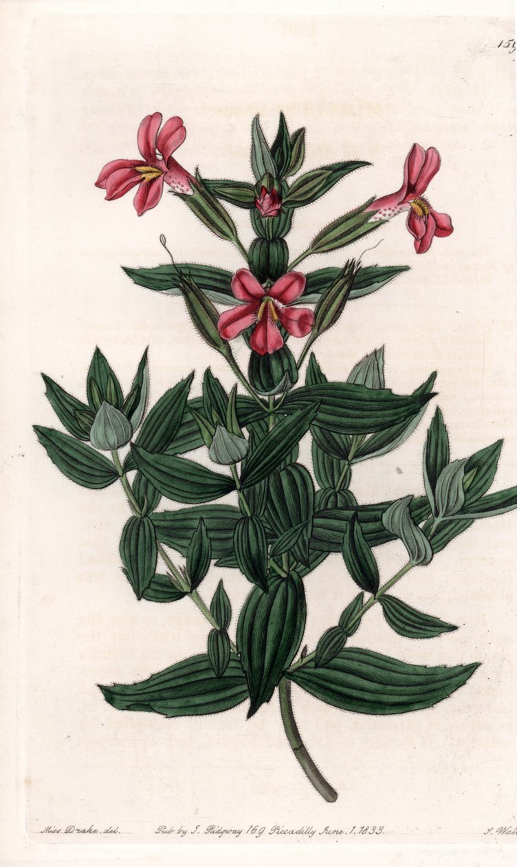 Variety af mimule (abe eller moskusblomst) Indgraveret tavle af S.Watts, fra en illustration af Sarah Anne Drake (1803-1857), fra Botanical Register of Sydenham Edwards (1768-1819), England af Sydenham Teast Edwards