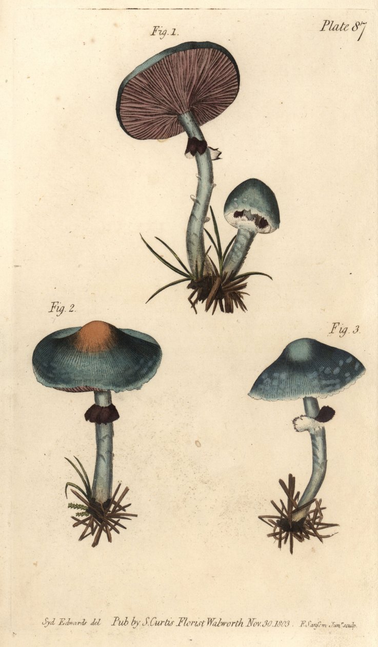 Verdigris-svamp eller irgesvamp, Stropharia aeruginosa, Svampe, Cryptogamia. Håndfarvet kobberstik af F. Sansom af en botanisk illustration af Sydenham Edwards til William Curtis