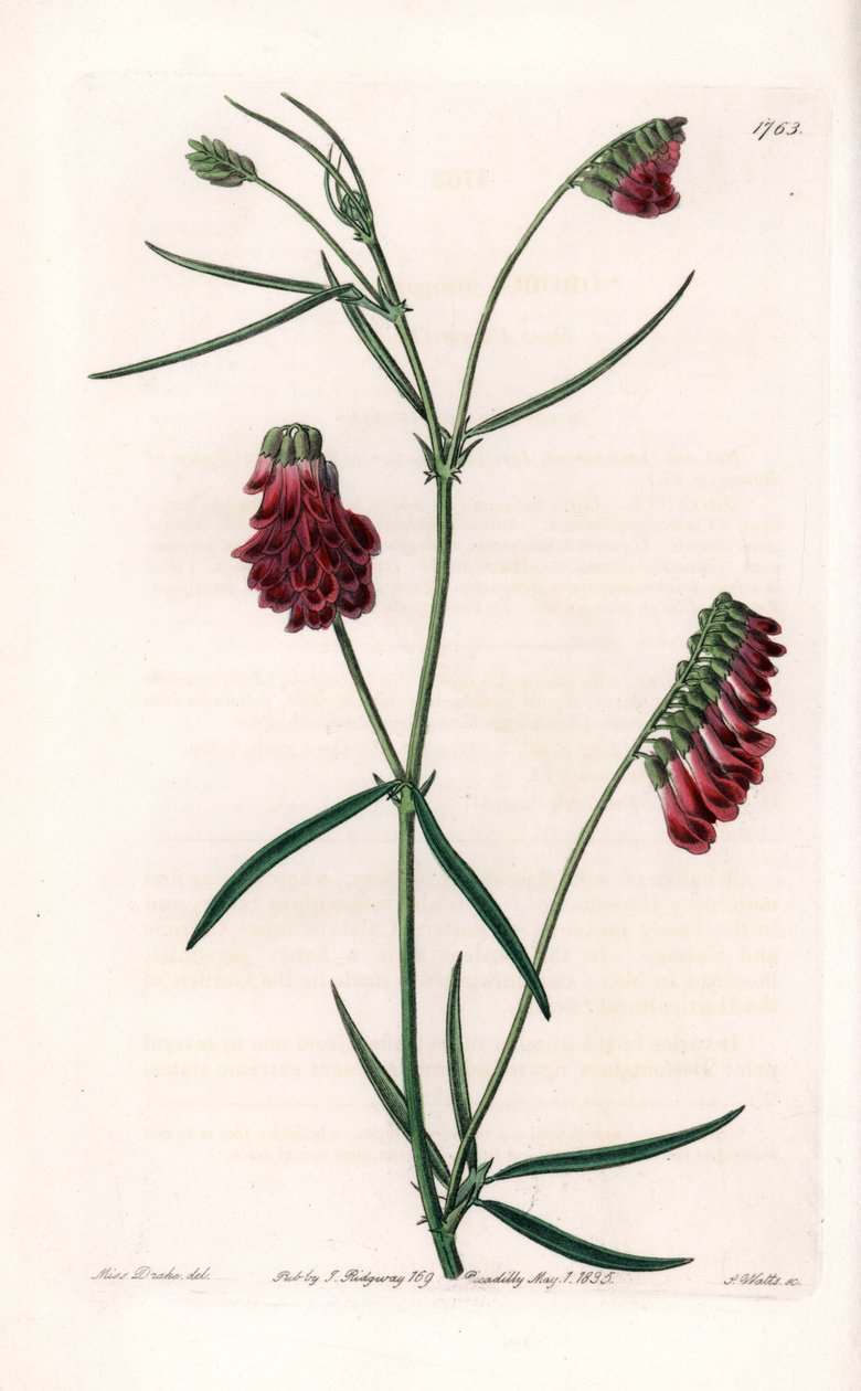 Vesces Variete - Plade graveret af S.Watts, efter en illustration af Sarah Anne Drake (1803-1857), fra Sydenham Edwards