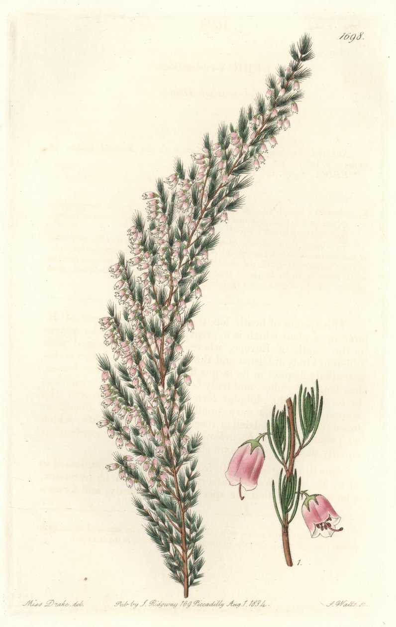Vesicular Epiary, oprindeligt fra Europa - Water forte af S. Watts fra en illustration af Sarah Anne Drake (1803-1857), fra det botaniske register af Sydenham Teast Edwards
