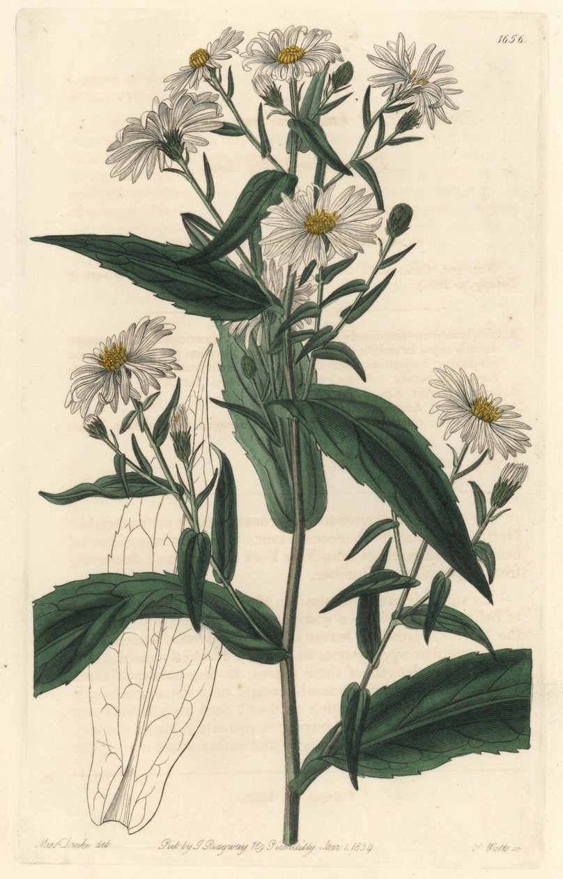 Virgine Aster eller Harvester - S. Watts Strong Water fra en illustration af Sarah Anne Drake (1803-1857), fra det botaniske register af Sydenham Teast Edwards
