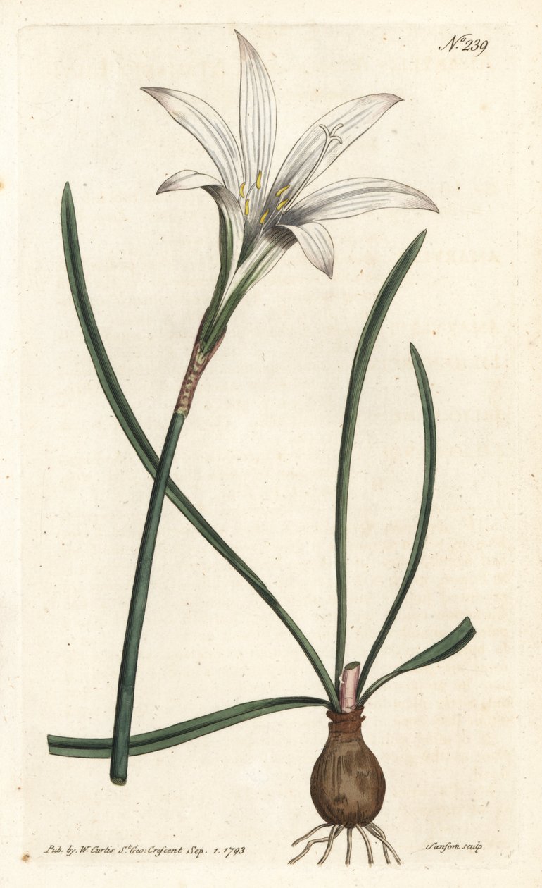 Virginia Amaryllis - Atamasco lilje, Zephyranthes atamasco (Amaryllis atamasco) - Håndfarvet kobberstik af Sansom efter en illustration af Sydenham Edwards fra William Curtis