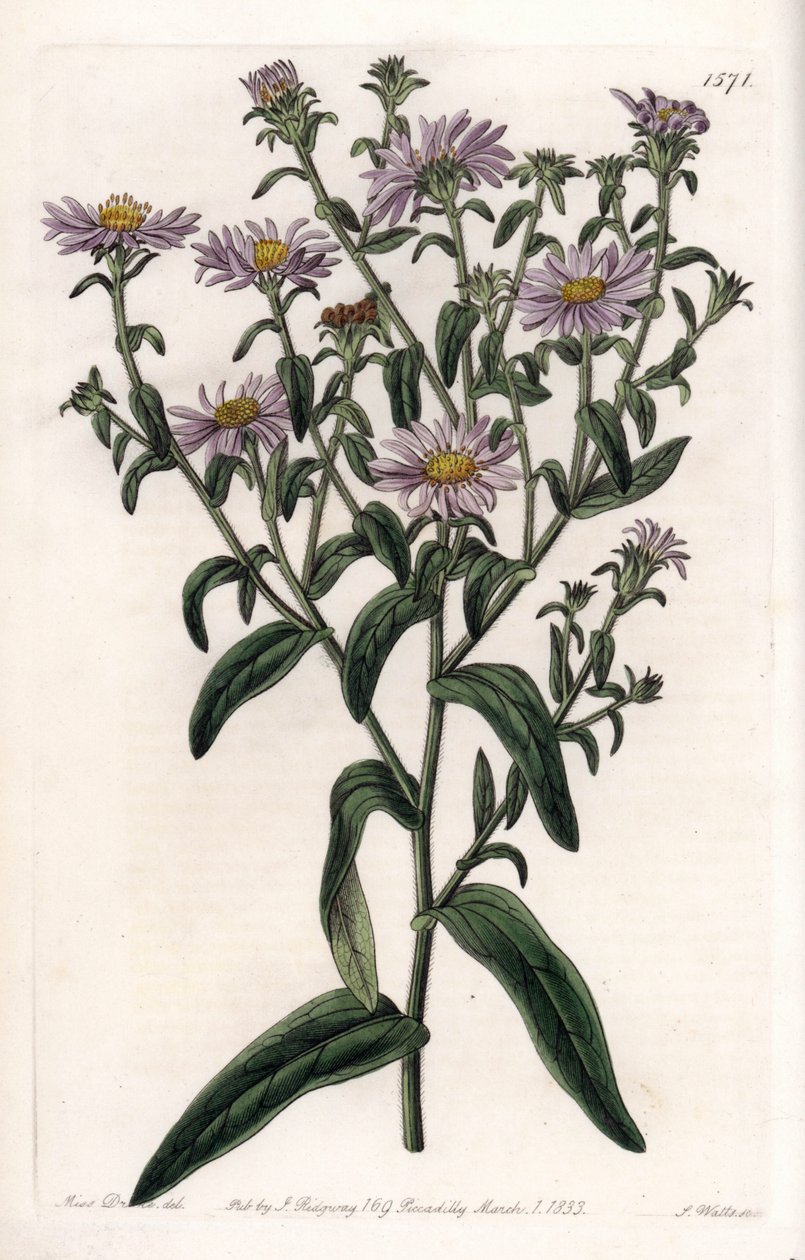 Virginia Aster eller Harvester - Plade graveret af S.Watts, fra en illustration af Sarah Anne Drake (1803-1857), fra Botanical Register of Sydenham Edwards (1768-1819), England af Sydenham Teast Edwards
