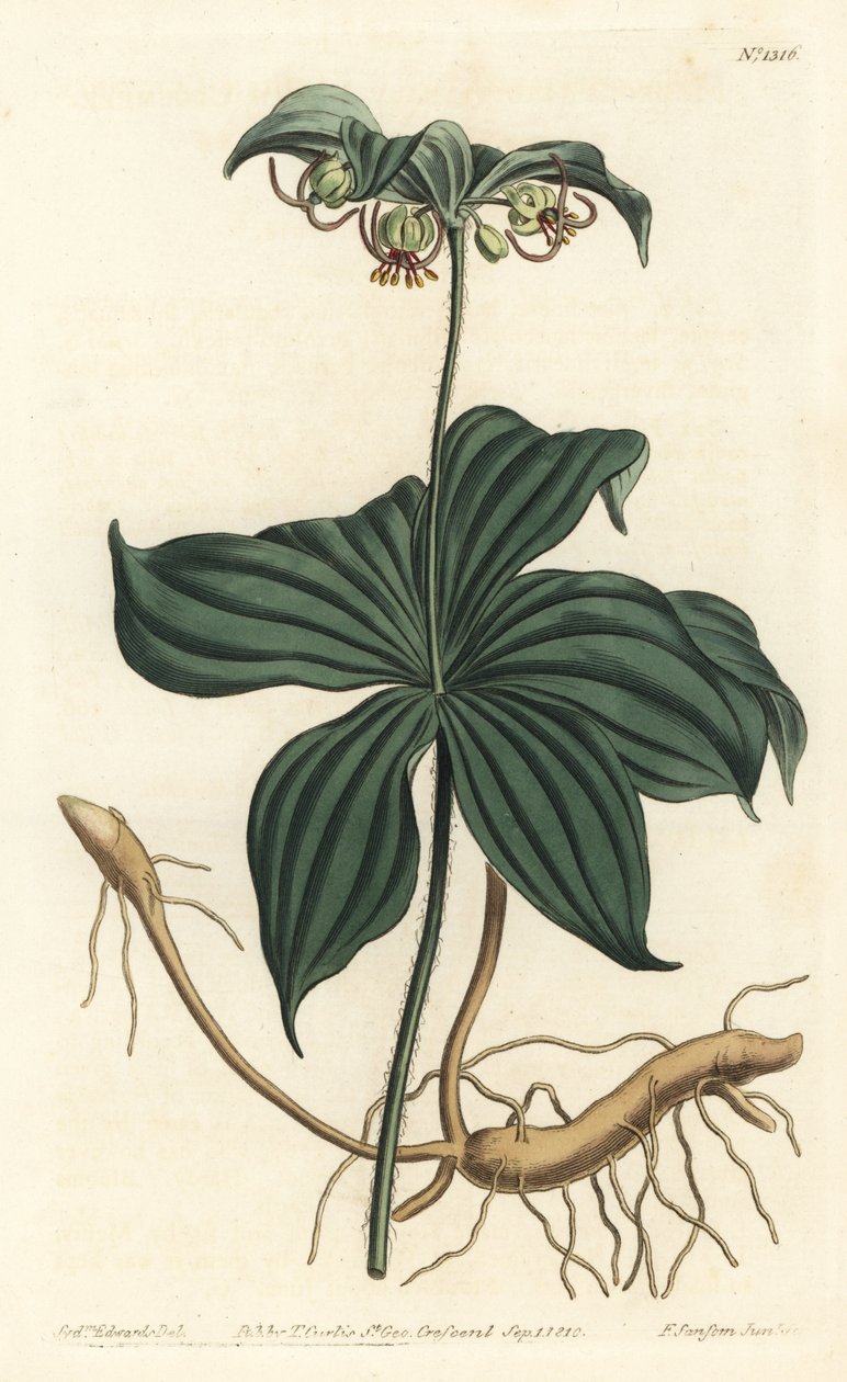 Virginia Medeole eller vild agurk - indisk agurk, Medeola virginiana. Håndfarvet kobberstik af F. Sansom Jr. efter en illustration af Sydenham Edwards fra William Curtis
