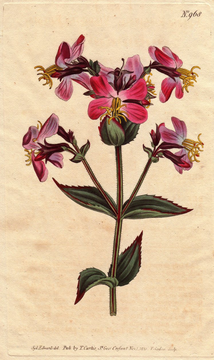 Virginia rhexia, med lilla og lyserøde blomster Virginian rhexia, med farverige pink og lilla blomster. Rhexia virginica. Håndfarvet kobberstik fra en botanisk illustration af Sydenham Edwards fra William Curtis