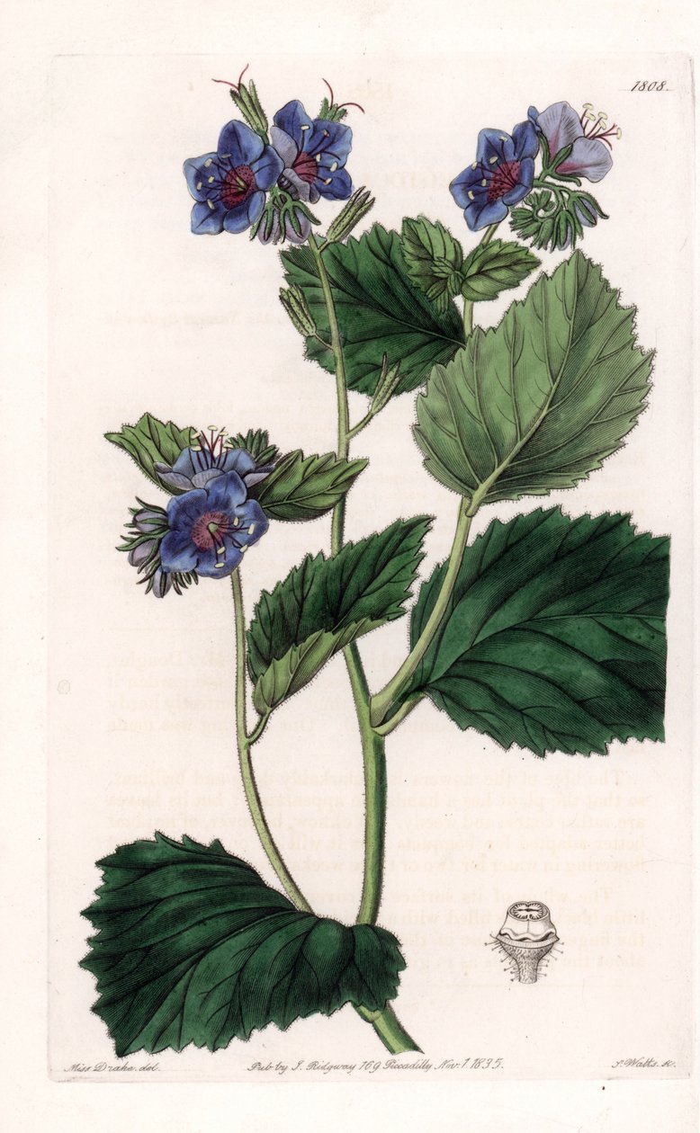 Viscous Phacelia - Plade graveret af S.Watts, fra en illustration af Sarah Anne Drake (1803-1857), fra Botanical Register of Sydenham Edwards (1768-1819), England af Sydenham Teast Edwards