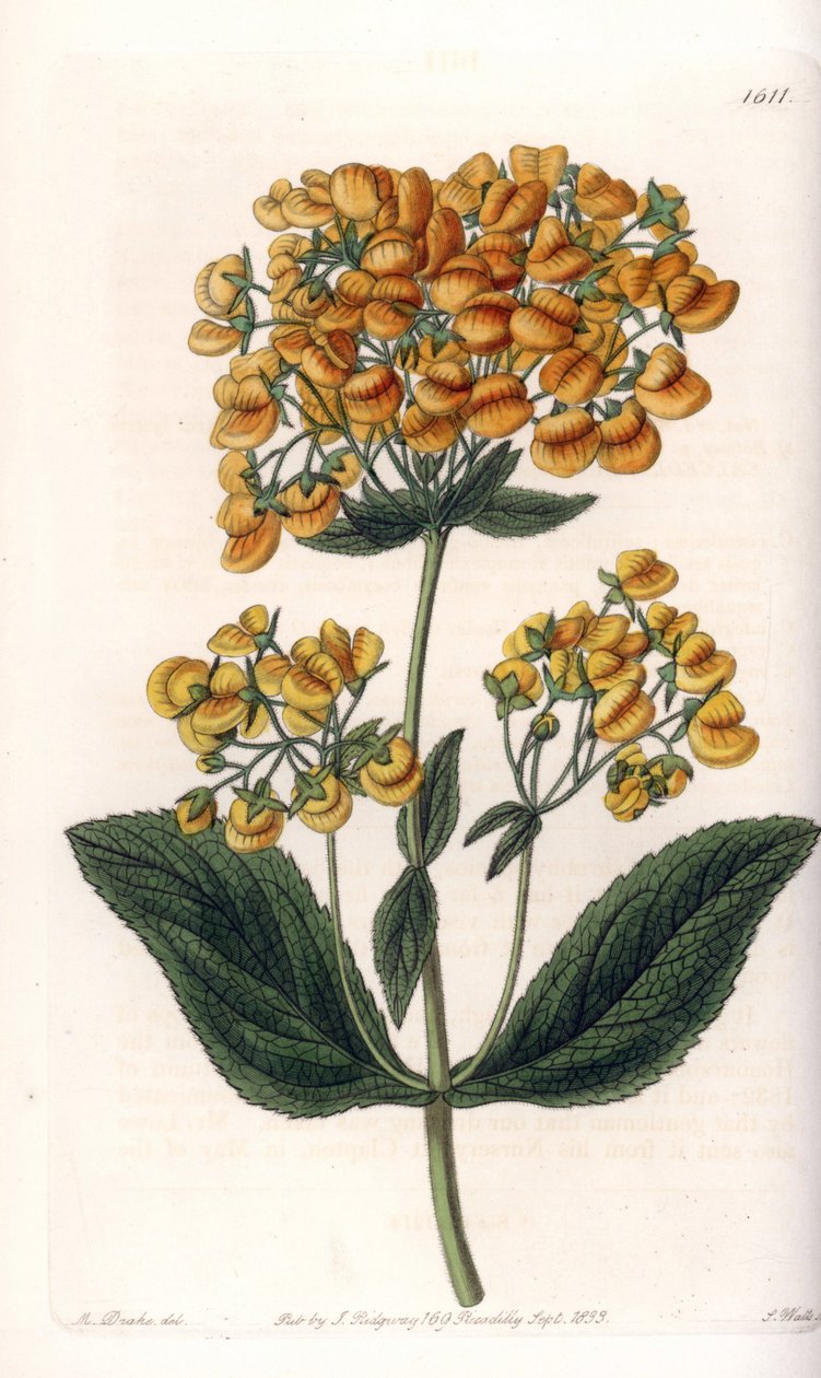 Viskøs calceolar (eller lille tøffel) - Indgraveret bord af S.Watts, fra en illustration af Sarah Anne Drake (1803-1857), fra Botanical Register of Sydenham Edwards (1768-1819), England af Sydenham Teast Edwards